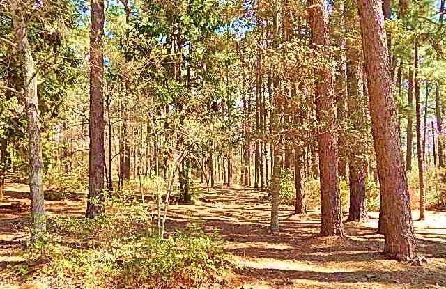 671 Vass-Carthage Road Carthage, NC 28327 - Photo 39 of 45 YARD