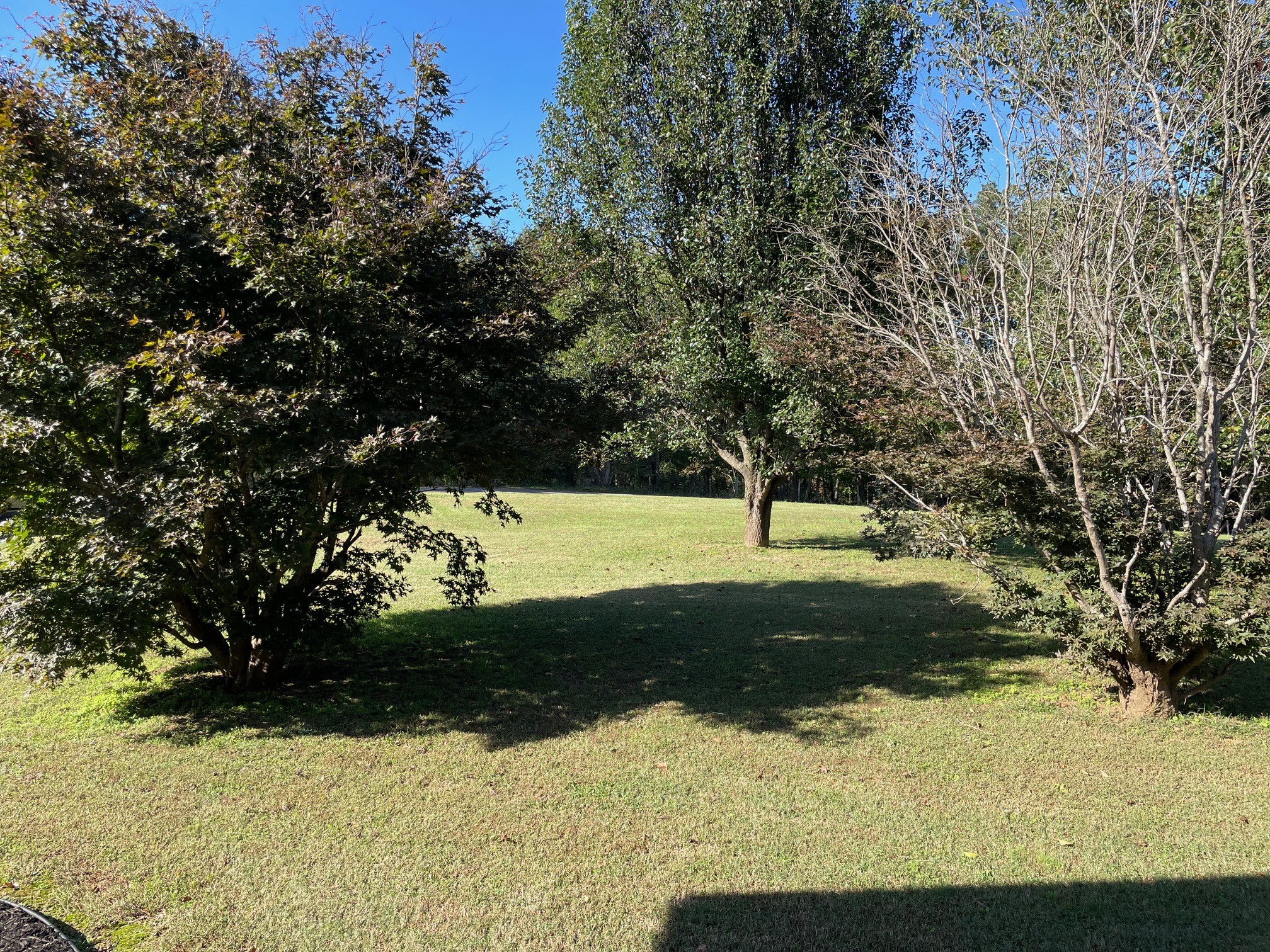 295 Brown Road Morrison, TN 37357 - Photo 10 of 29 a view of a yard with large trees