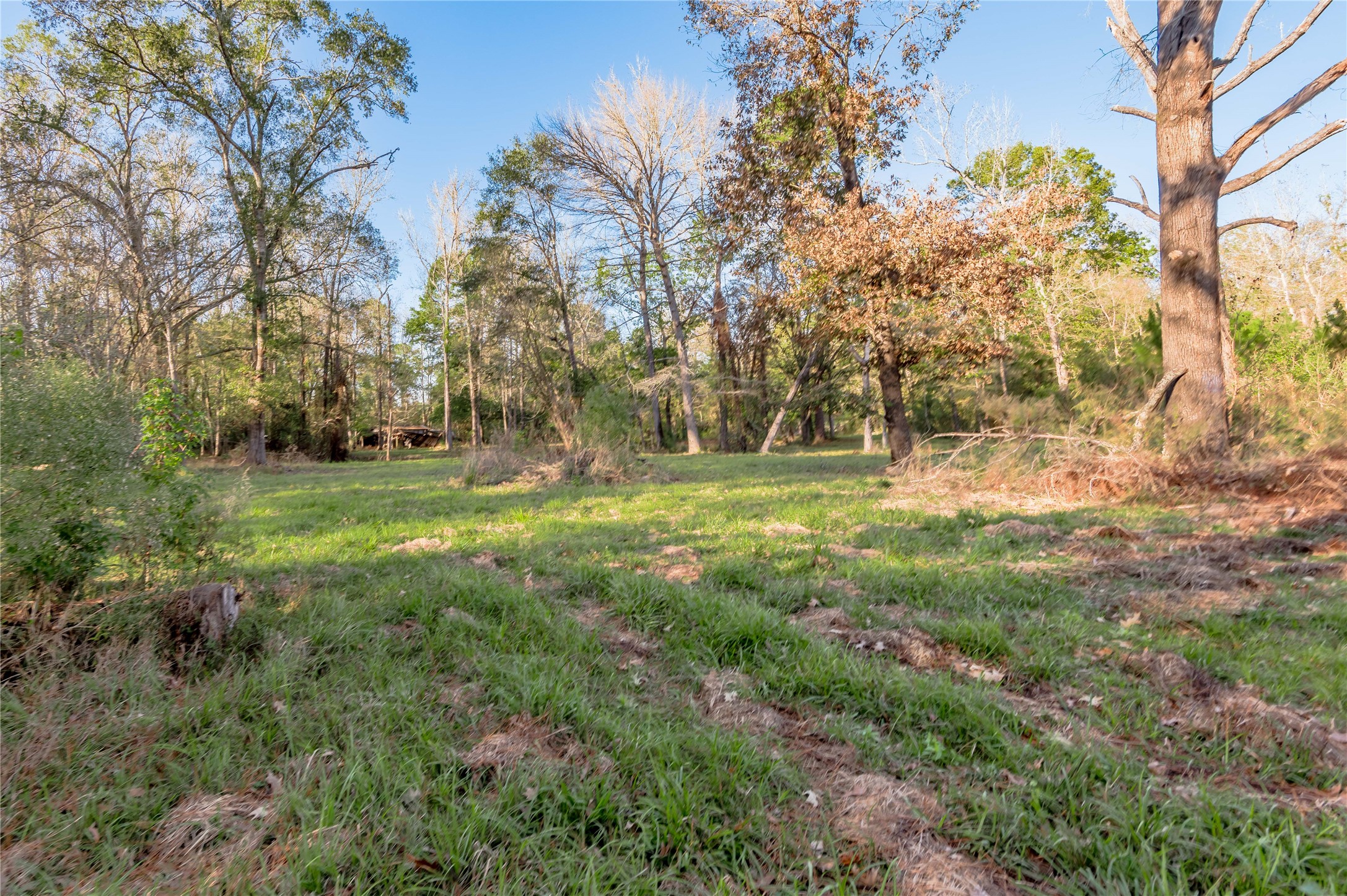 438 Cody Groveton, TX 75845 - Photo 11 of 15 a view of outdoor space with trees all around