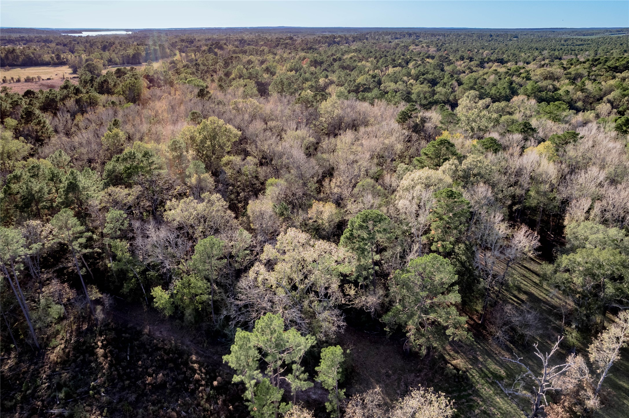 438 Cody Groveton, TX 75845 - Photo 12 of 15 a view of a forest with a street