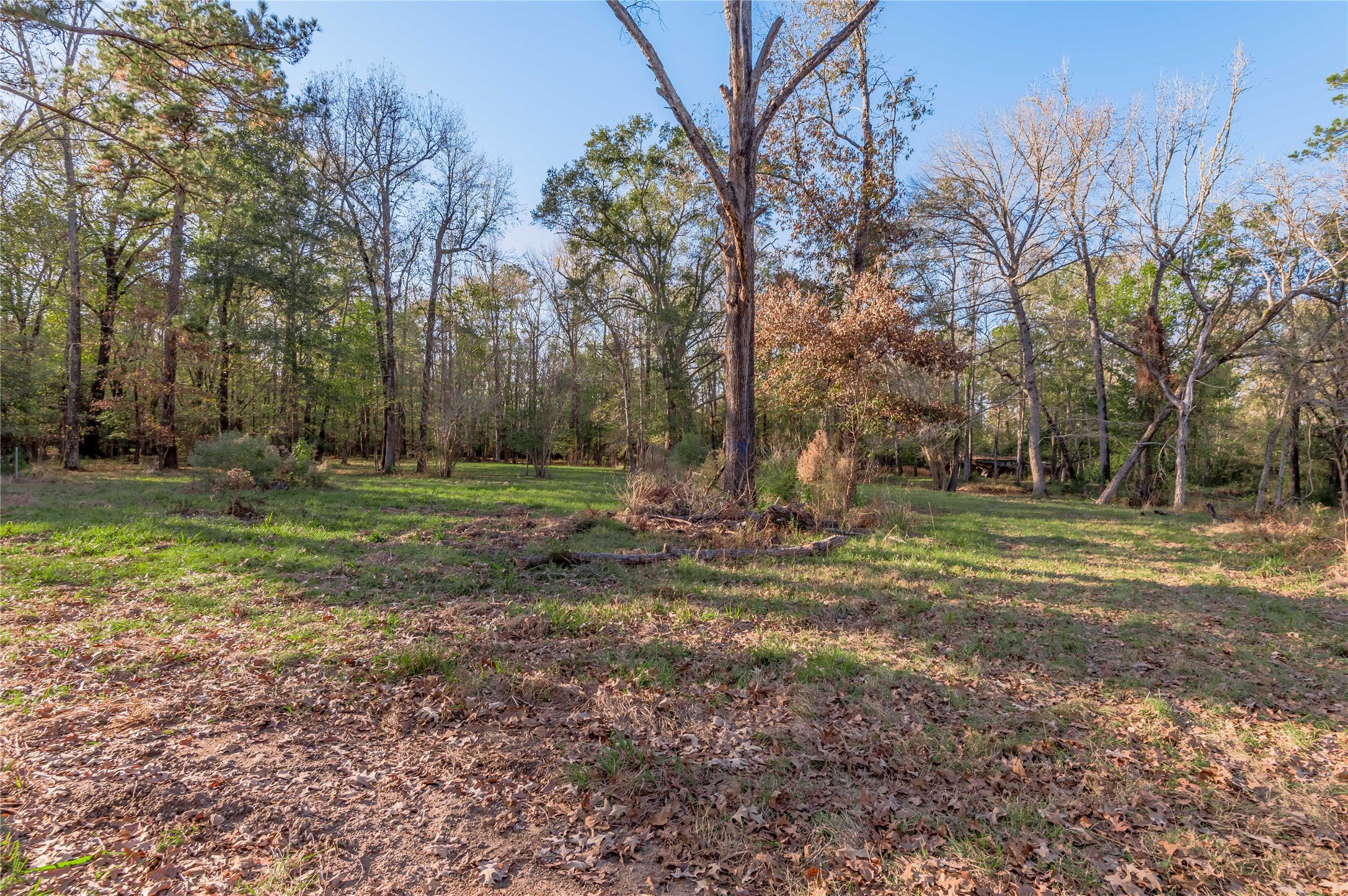 438 Cody Groveton, TX 75845 - Photo 2 of 15 a view of a backyard with green space