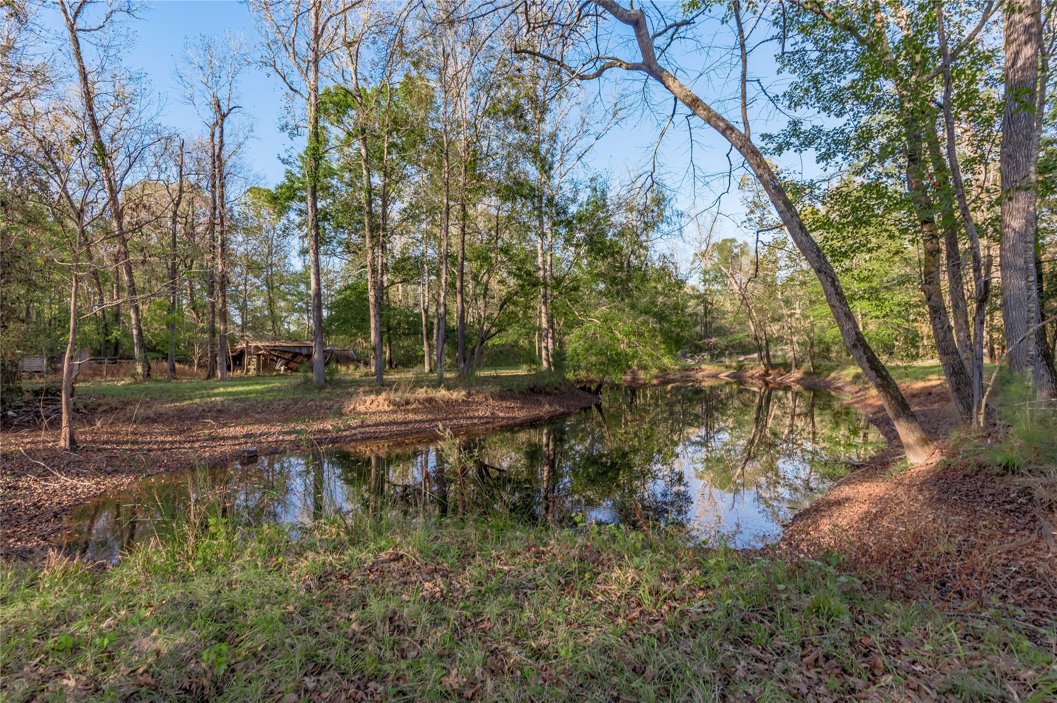 438 Cody Groveton, TX 75845 - Photo 4 of 15 a view of a yard with large trees