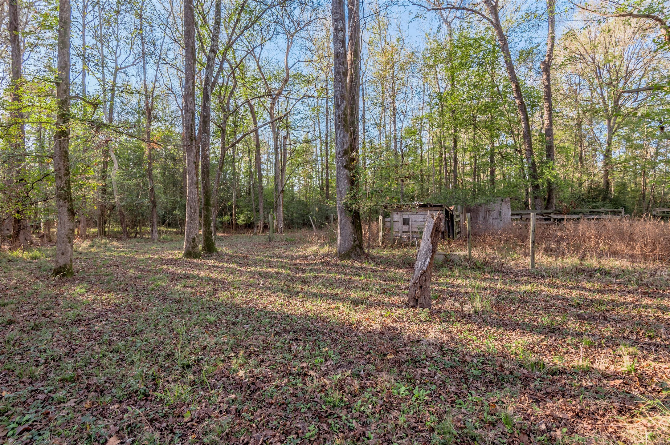 438 Cody Groveton, TX 75845 - Photo 6 of 15 a backyard of a house with lots of green space