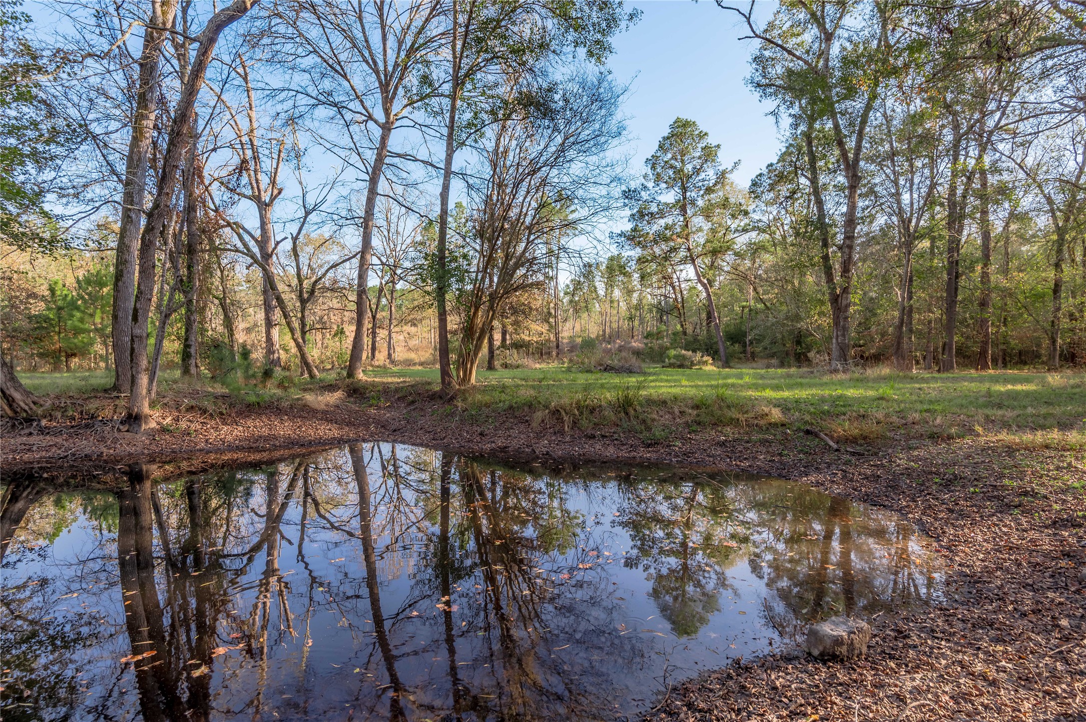 438 Cody Groveton, TX 75845 - Photo 7 of 15 a view of a street with a yard and large trees