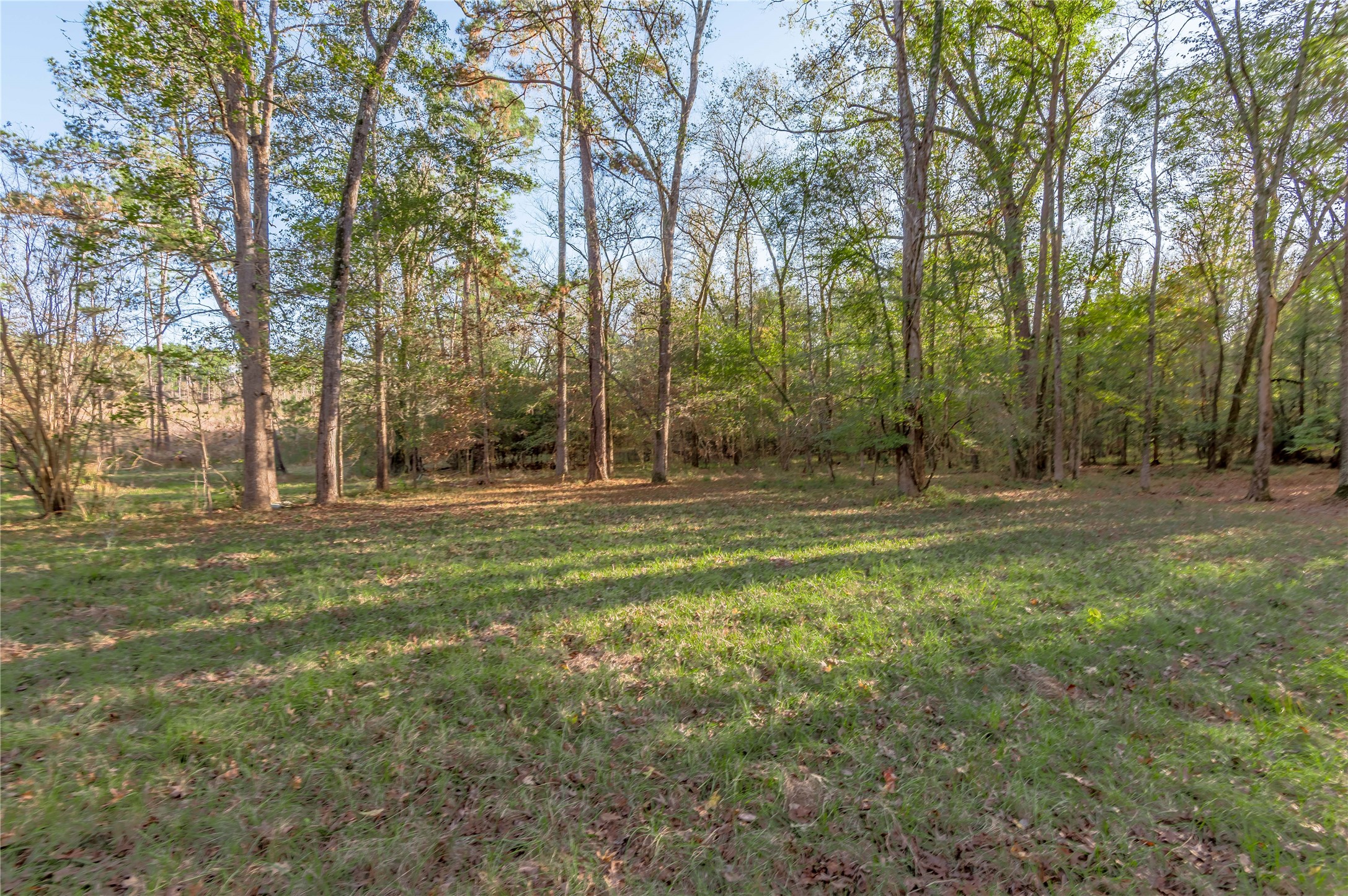 438 Cody Groveton, TX 75845 - Photo 9 of 15 a backyard of a house with lots of green space
