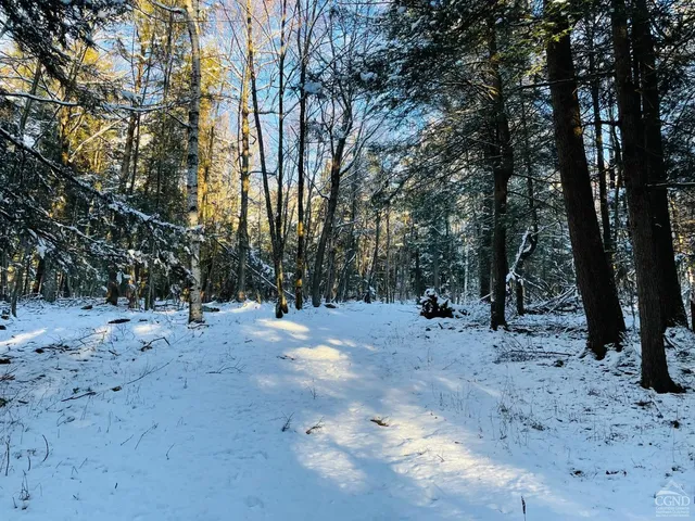 a view of a forest with trees