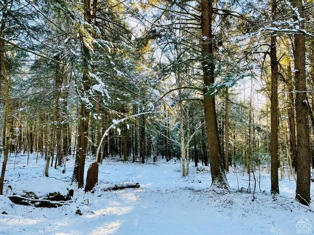 a view of road and trees