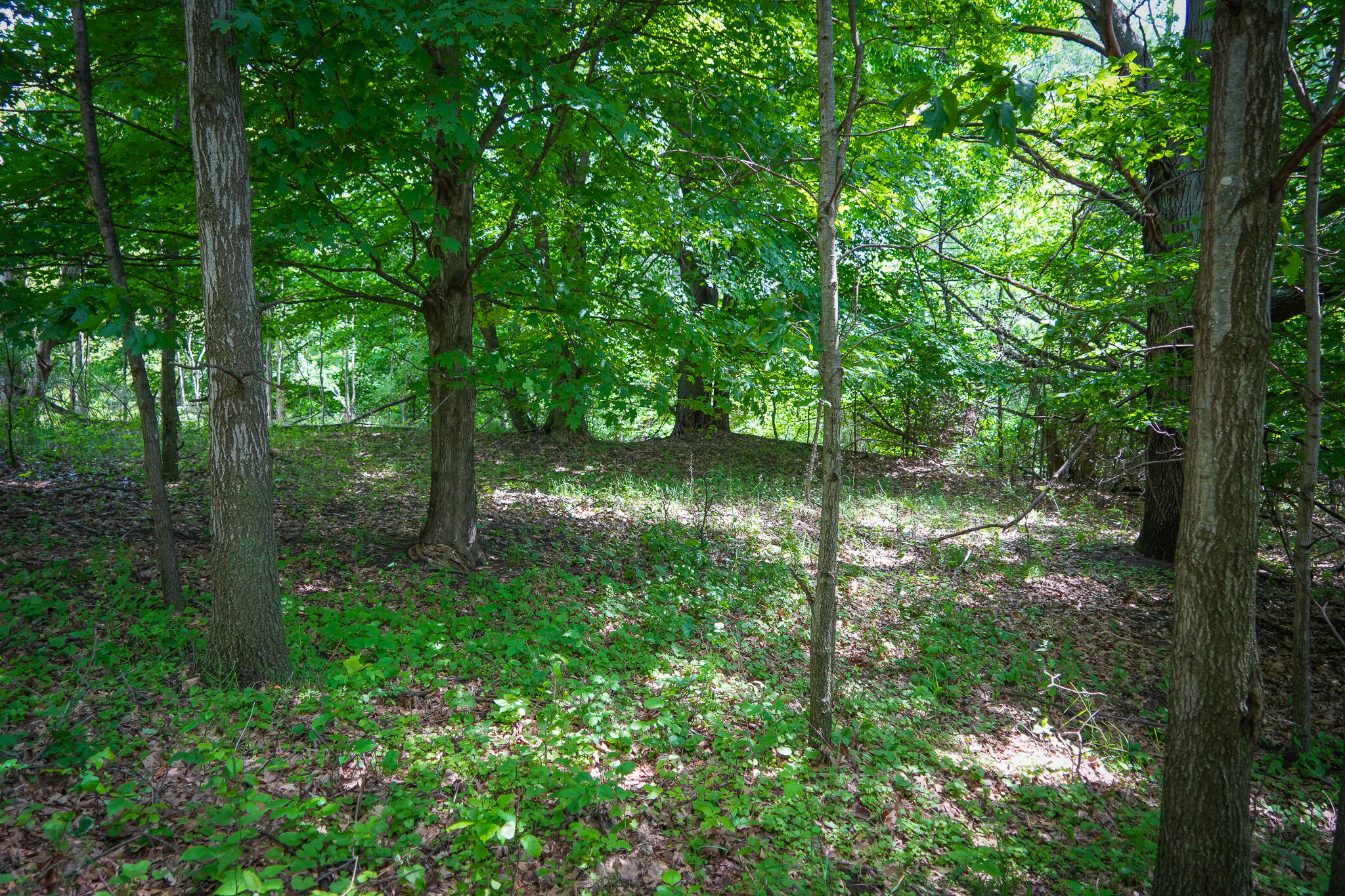 V/l West Johnson Road Shelby, MI 49455 - Photo 11 of 17 DSC00421