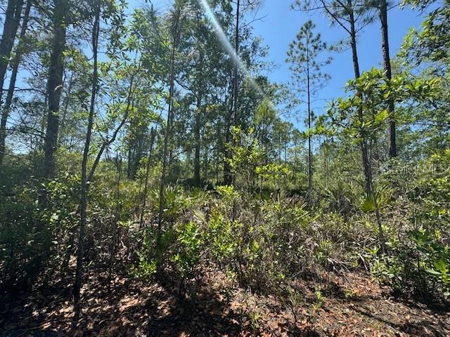 Ninemile Point Road Pierson, FL 32180 - Photo 1 of 1
