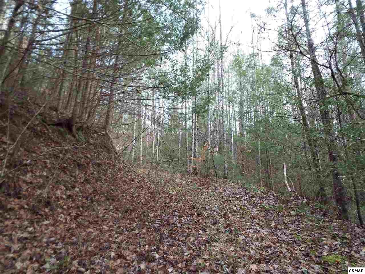 234 Yellow Breeches Road Cosby, TN 37722 - Photo 4 of 16 Gallery Image 4