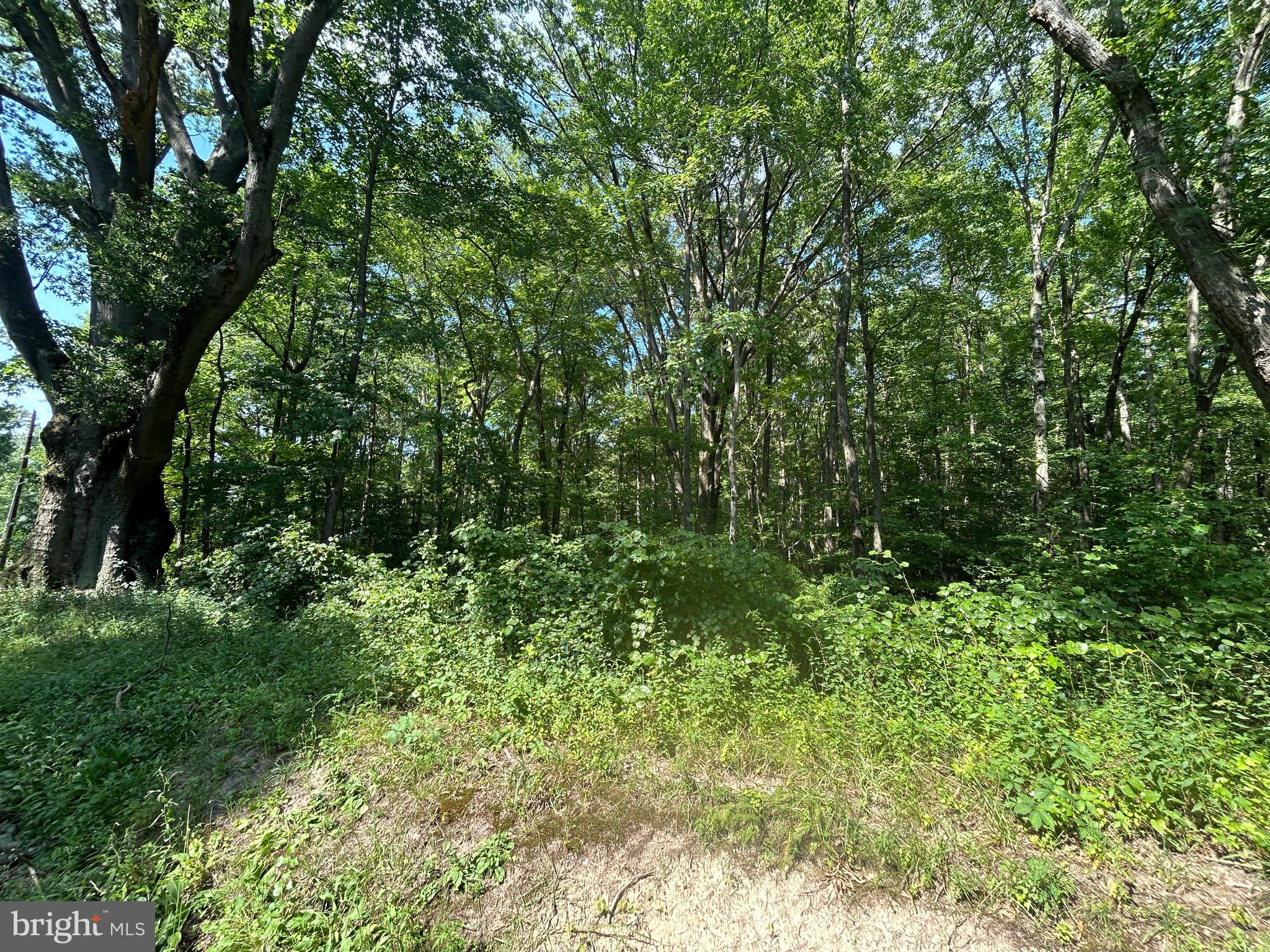 Chesterville Forest Road, Unit PARCEL 73 Millington, MD 21651 - Photo 2 of 3 a view of a lush green forest