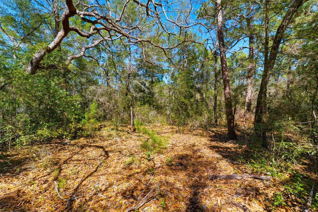 9255 Grouse Way Hudson, FL 34669 - Photo 5 of 17