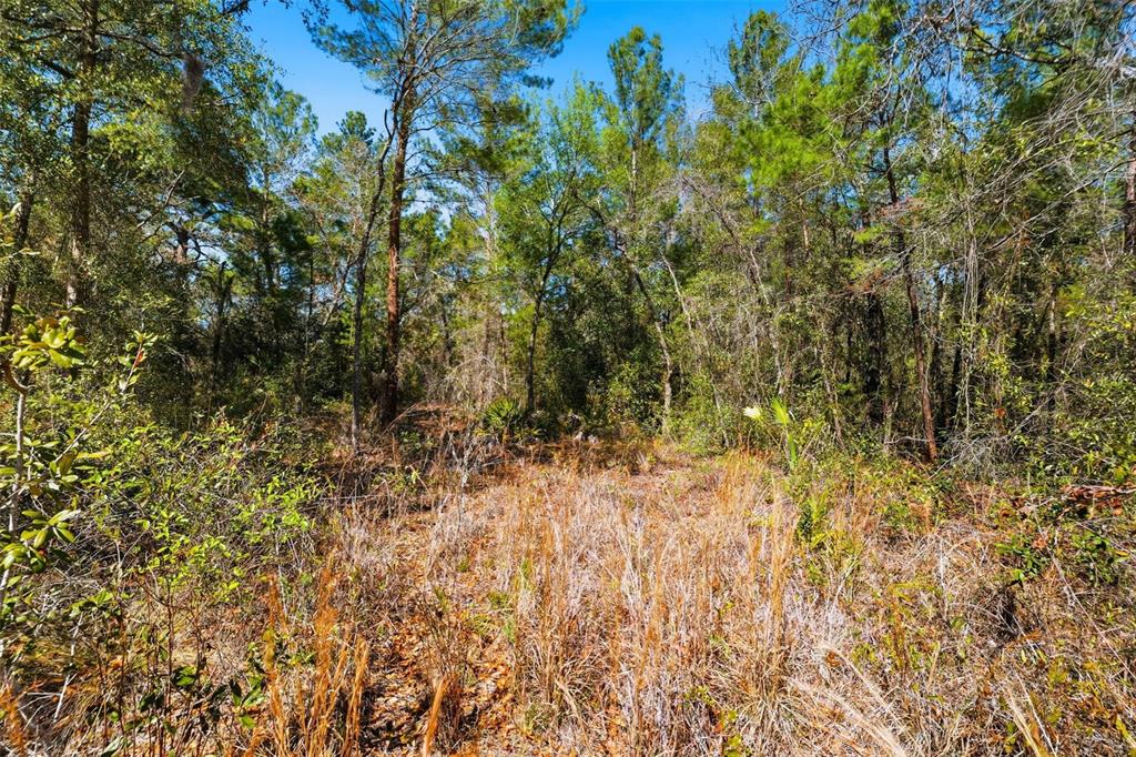 9255 Grouse Way Hudson, FL 34669 - Photo 7 of 17