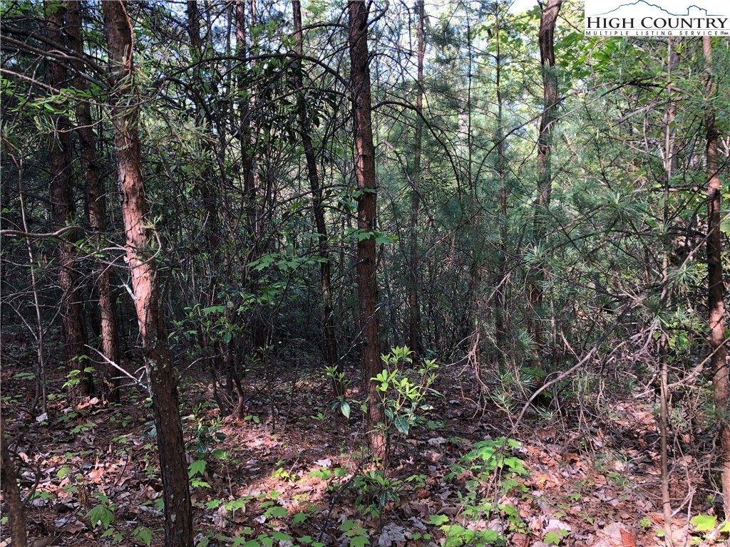 Lot 24 Staghorn Road Purlear, NC 28665 - Photo 8 of 27 a view of tree