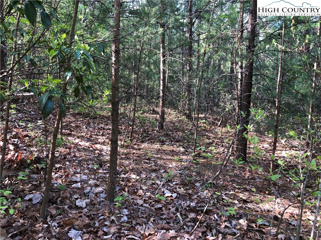 Lot 24 Staghorn Road Purlear, NC 28665 - Photo 9 of 27 a view of a forest with lots of trees
