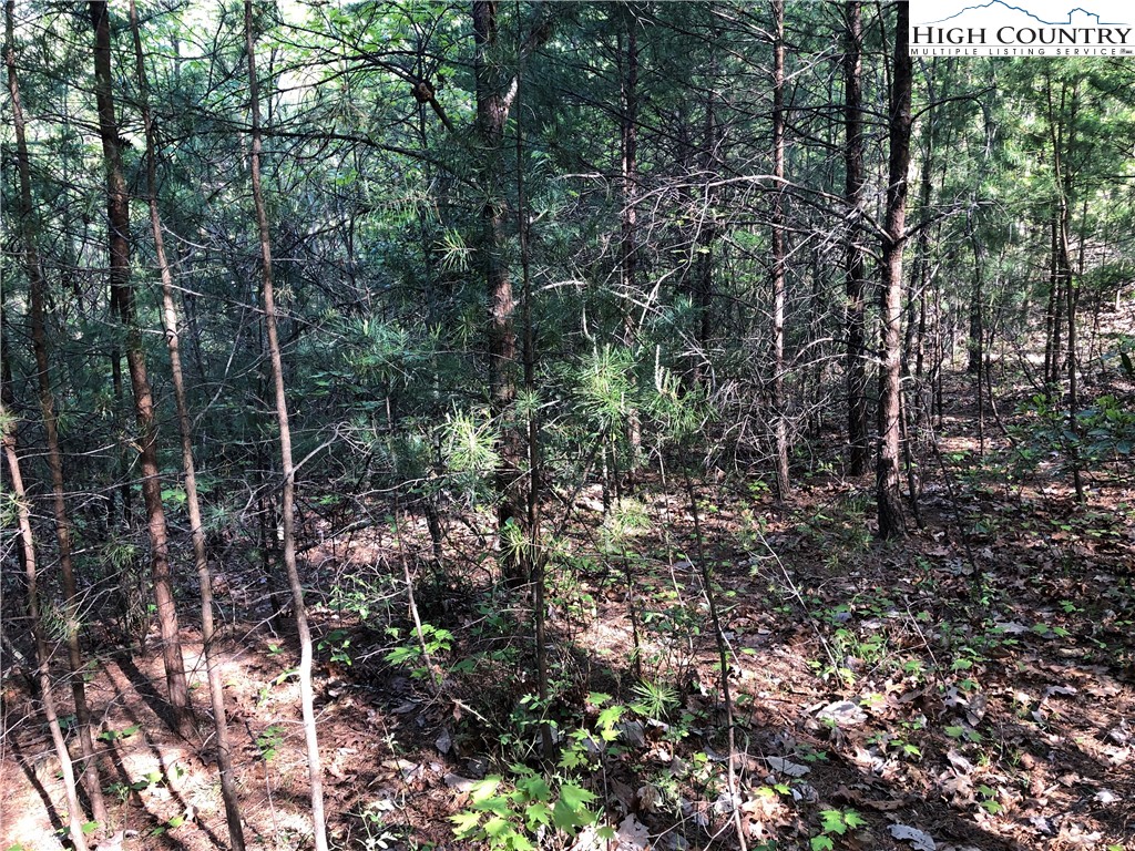 Lot 24 Staghorn Road Purlear, NC 28665 - Photo 10 of 27 a view of forest
