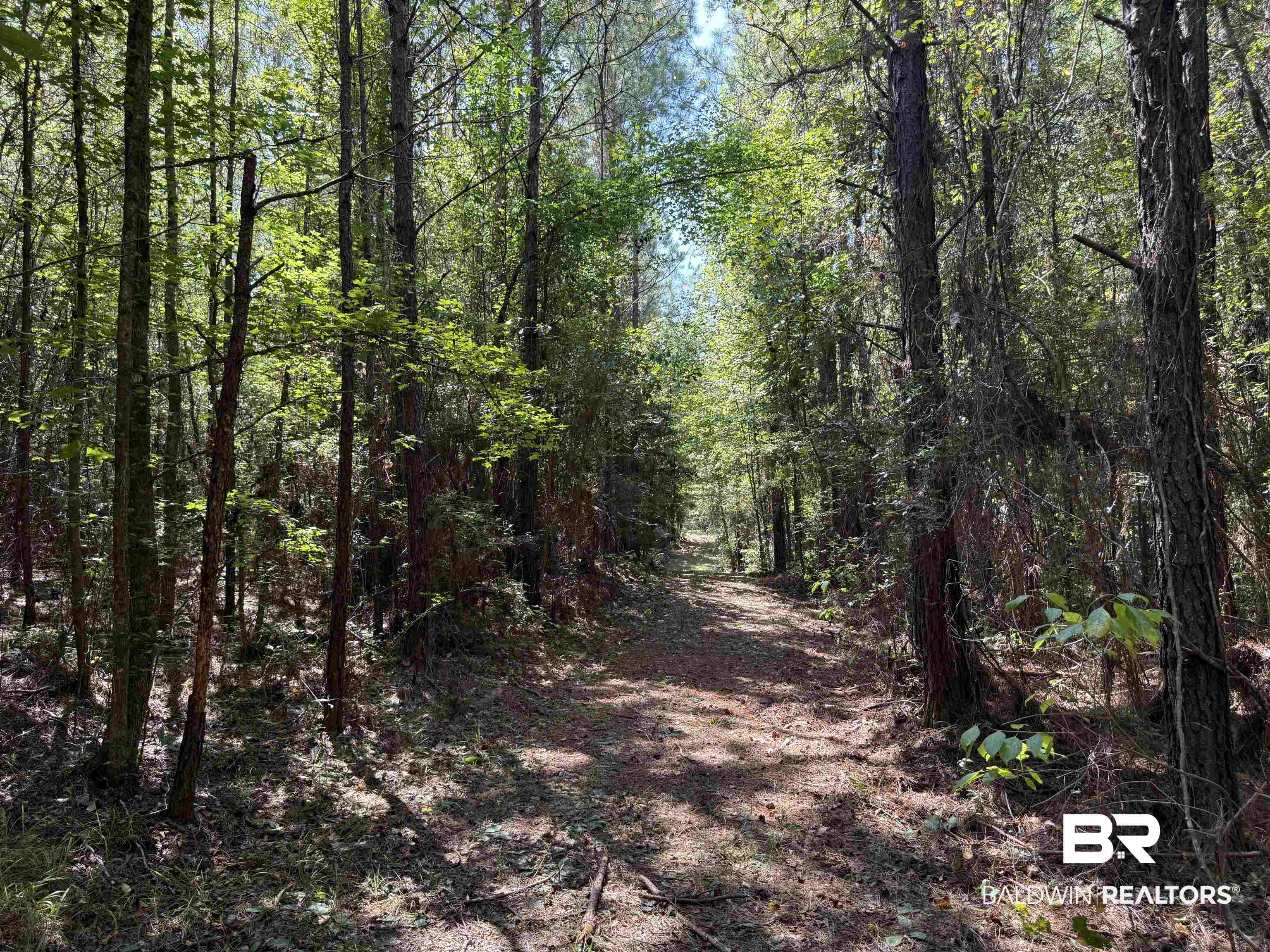13850 Tallahatta Springs Road Thomasville, AL 36784 - Photo 22 of 27 View of street with a wooded view