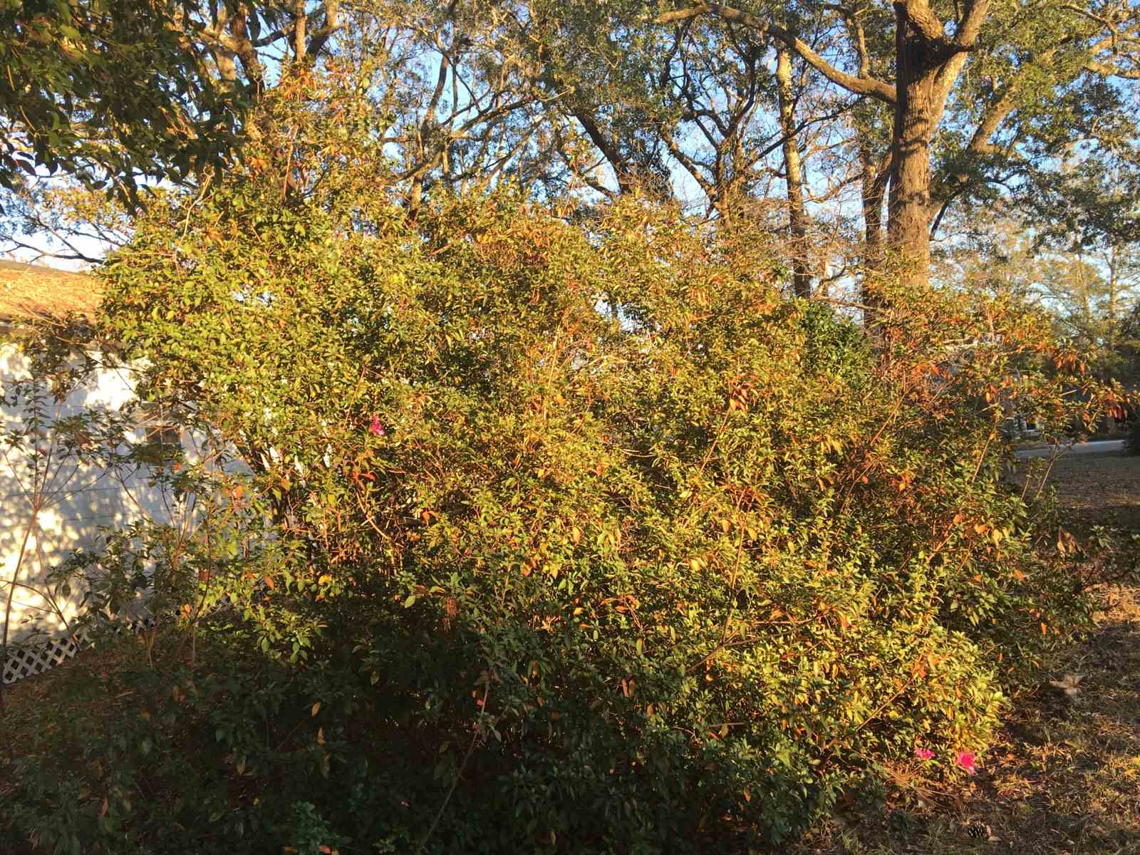 360 South Summit Street Fairhope, AL 36532 - Photo 8 of 11 Giant Azalea Bushes