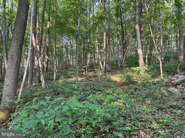 a view of a forest with lots of trees