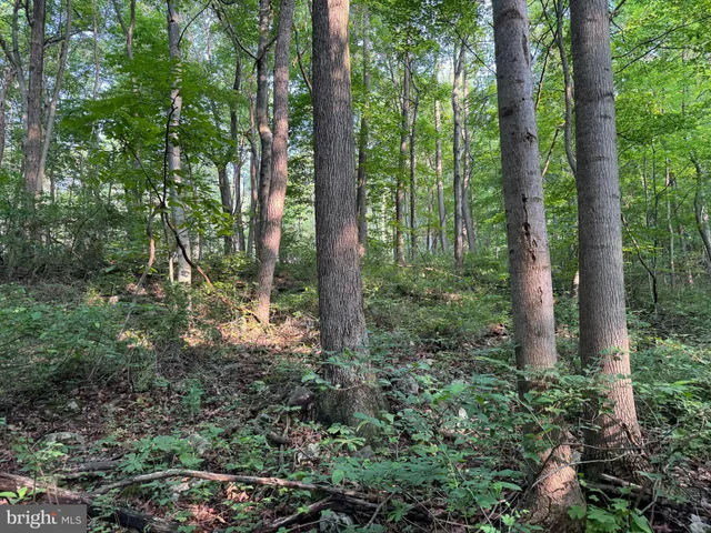a view of outdoor space and green space