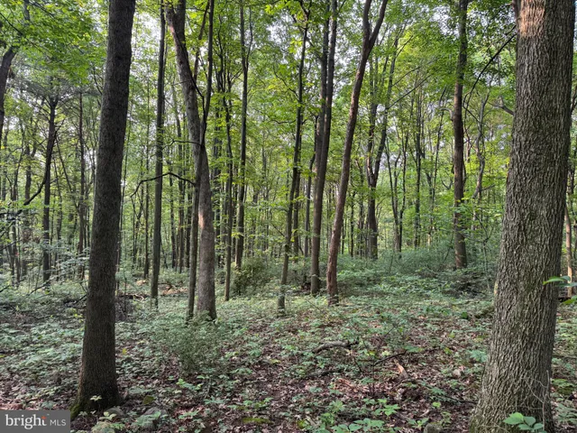 a view of a forest with a tree