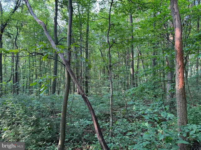 a view of a forest with trees