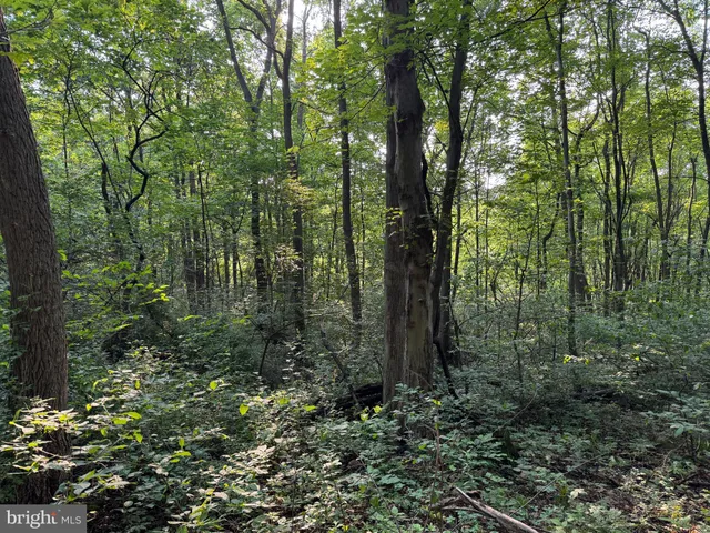 a garden covered with tall trees