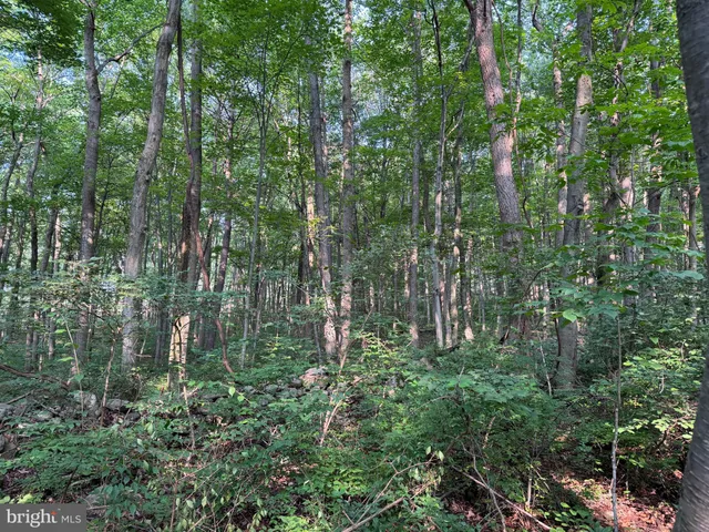 front view of a forest