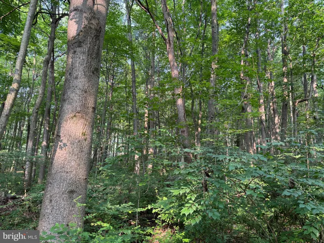 a view of a forest with a tree