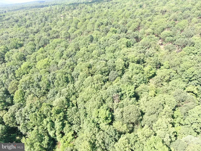 a view of a large trees with plants