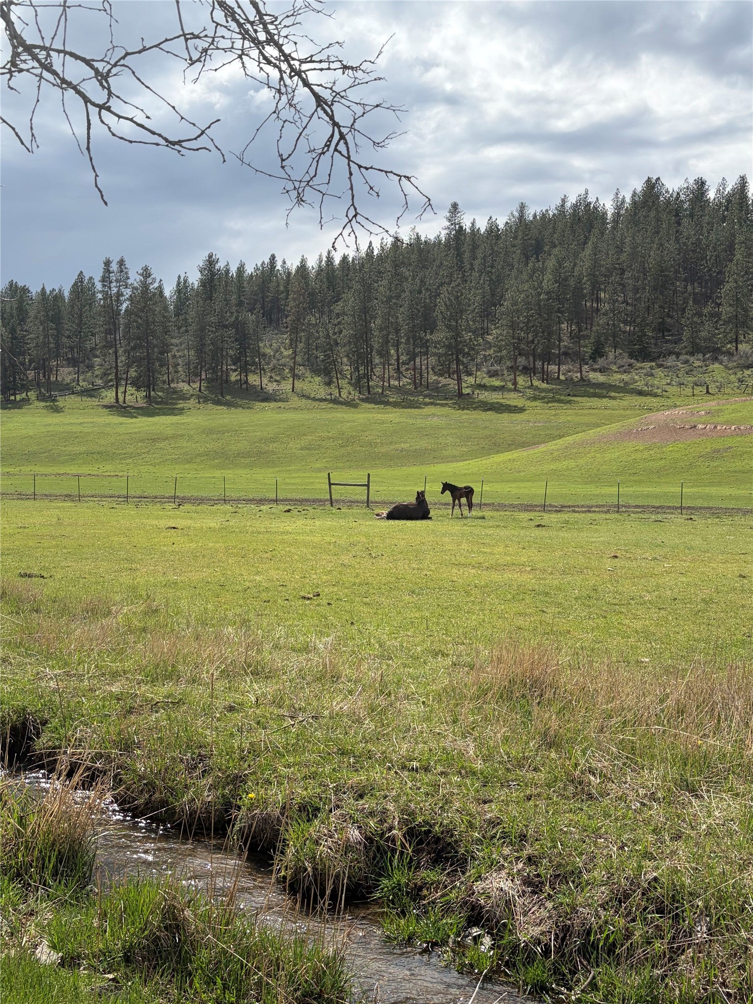 13 High Country Road Plains, MT 59859 - Photo 4 of 55 Gallery Image 4