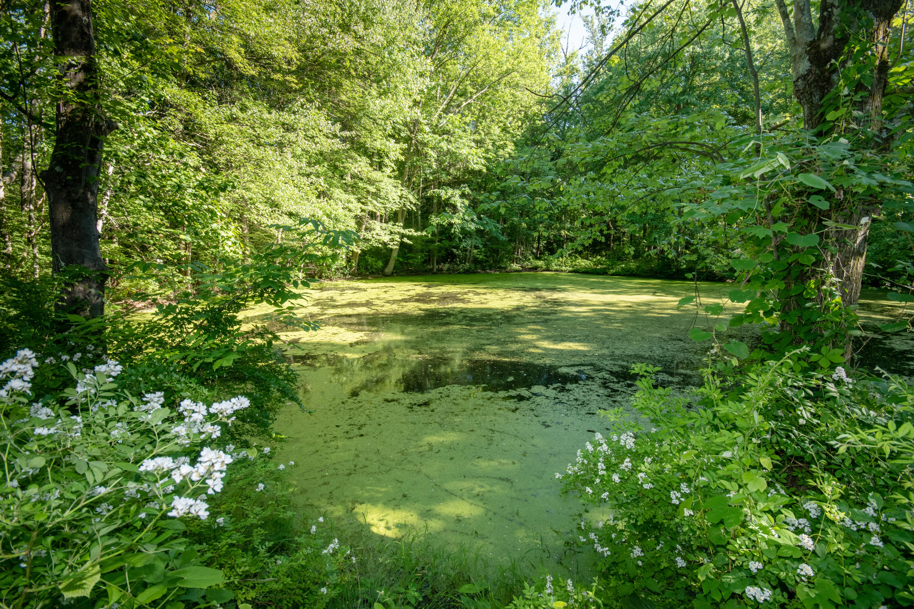 792 Smith Ridge Road New Canaan, CT 06840 - Photo 5 of 18 a view of a trees in a yard