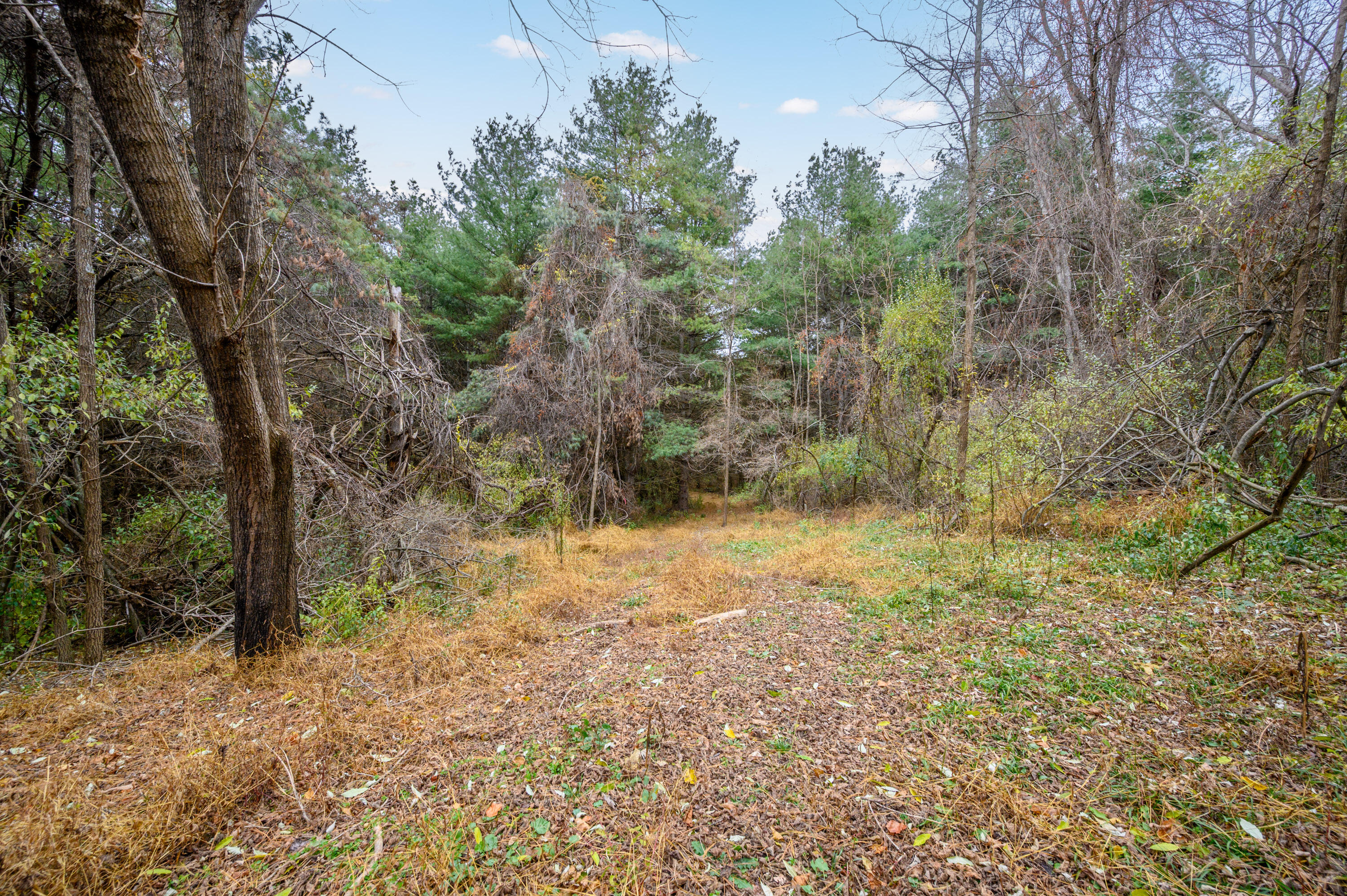 595 Wild Cherry Road Northeast Pilot, VA 24138 - Photo 4 of 21 a view of a yard with trees