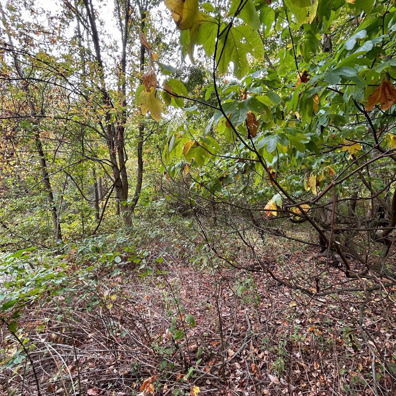 0 Ewart Road Mount Vernon, OH 43050 - Photo 11 of 15 photo10