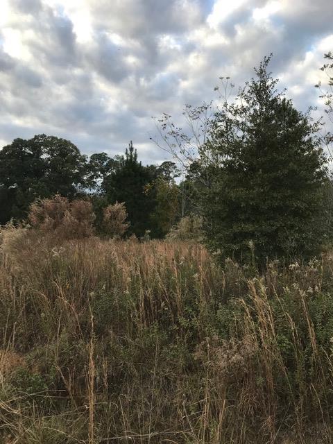 0 Shiloh Road Ray City, GA 31645 - Photo 1 of 1 Gallery Image 1