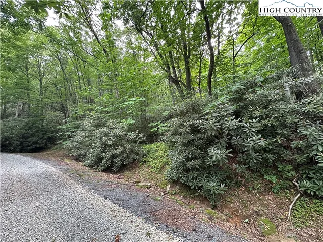 a view of a forest with trees in the background