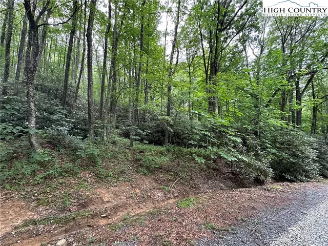 a view of a forest with trees in the background