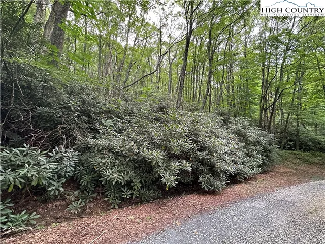 a view of a forest with lots of trees