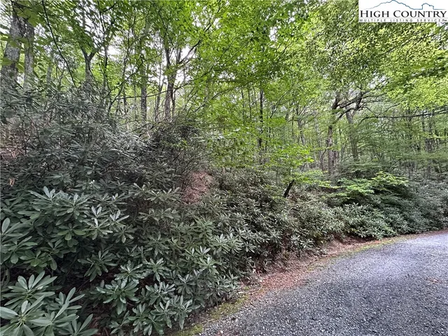 a view of a forest with trees in the background