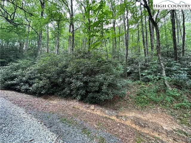 a view of a lush green forest