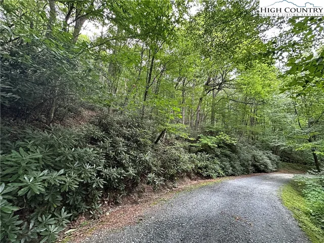 a view of a forest with trees in the background