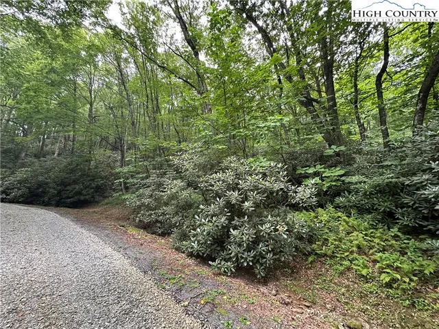 a view of a forest with trees in the background