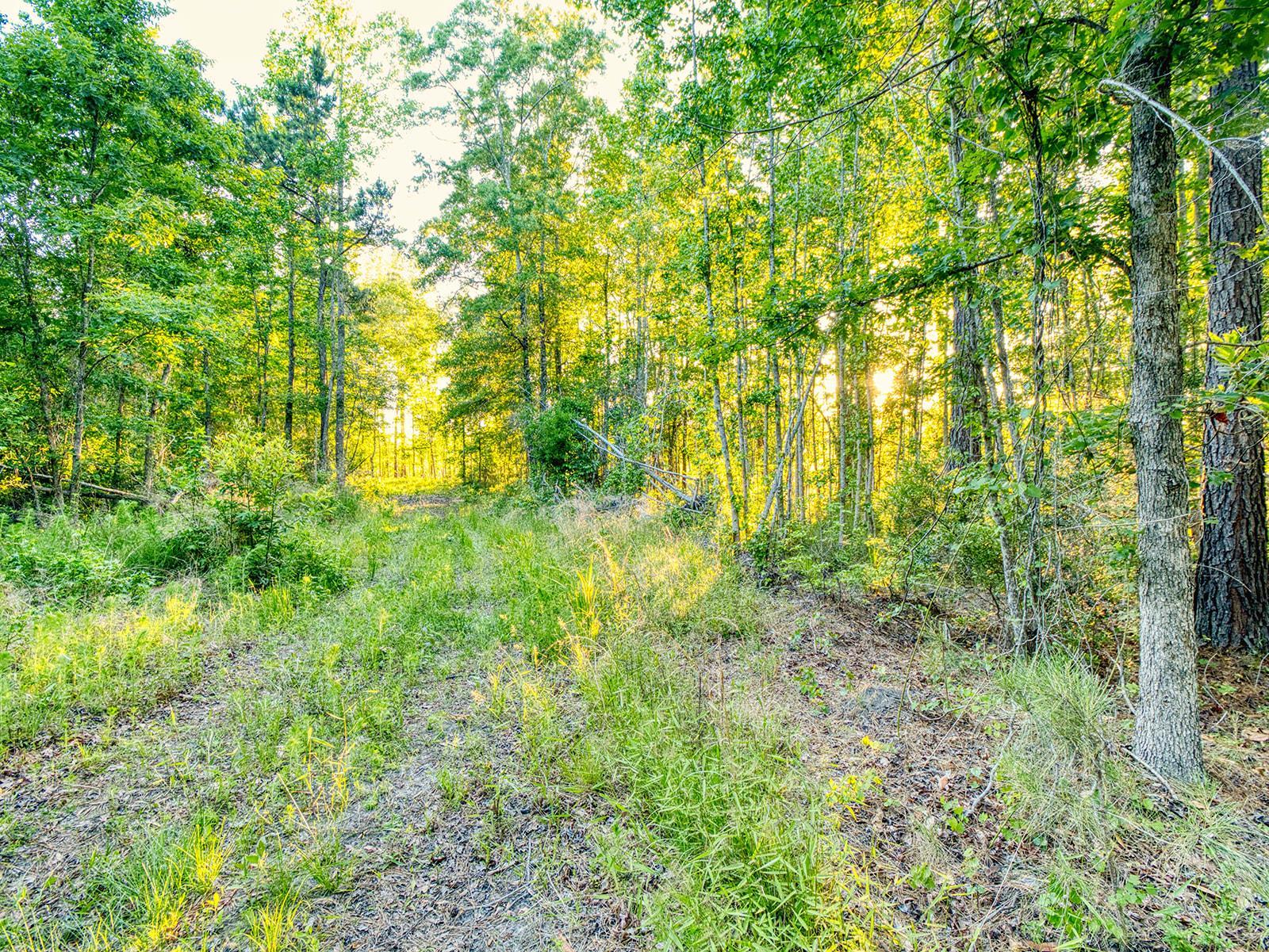 Tbd Tbd Chair Road Hemingway, SC 29554 - Photo 12 of 37