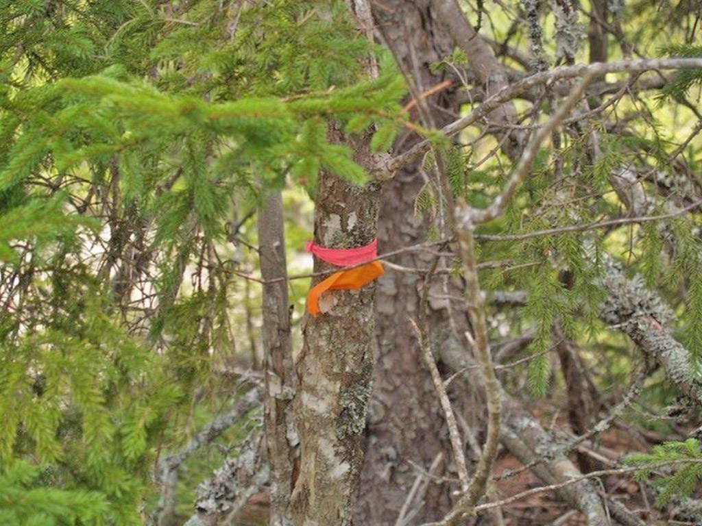 Lot 30 Firecracker Road Carroll Plt, ME 04487 - Photo 10 of 11 Photo