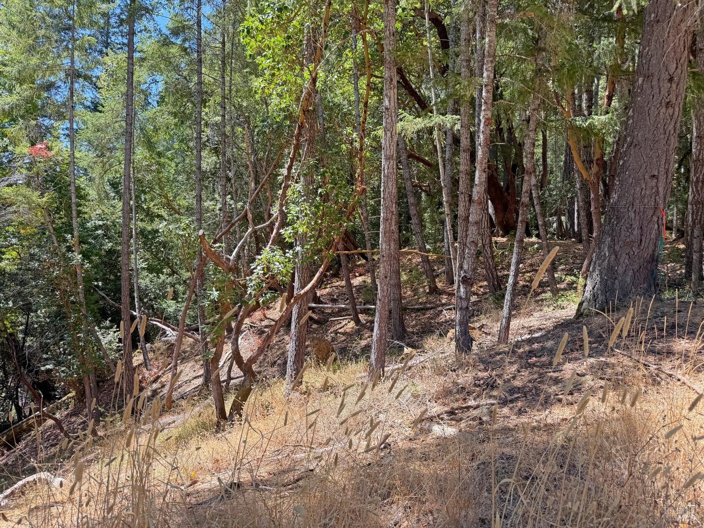 26006 Peacock Road Willits, CA 95490 - Photo 4 of 13 Gallery Image 4
