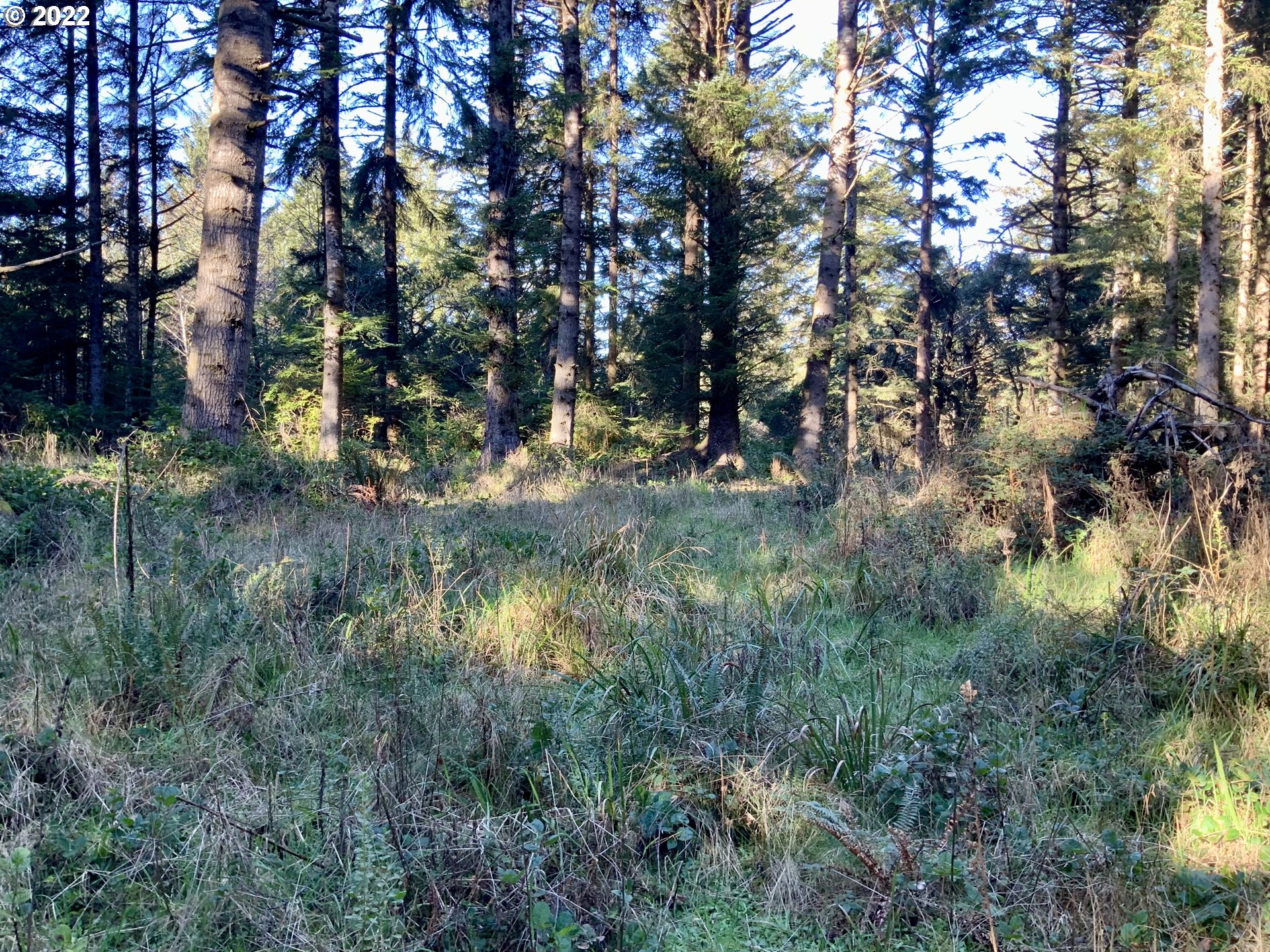 Mound Way Gold Beach, OR 97444 - Photo 3 of 15 a view of a tree in a forest