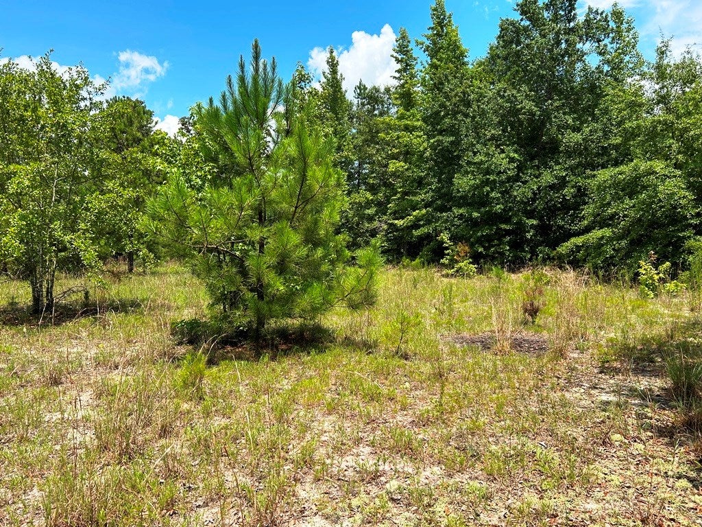 Lot 0 Balerma Church Road Sparta, GA 31087 - Photo 20 of 20 Gallery Image 20