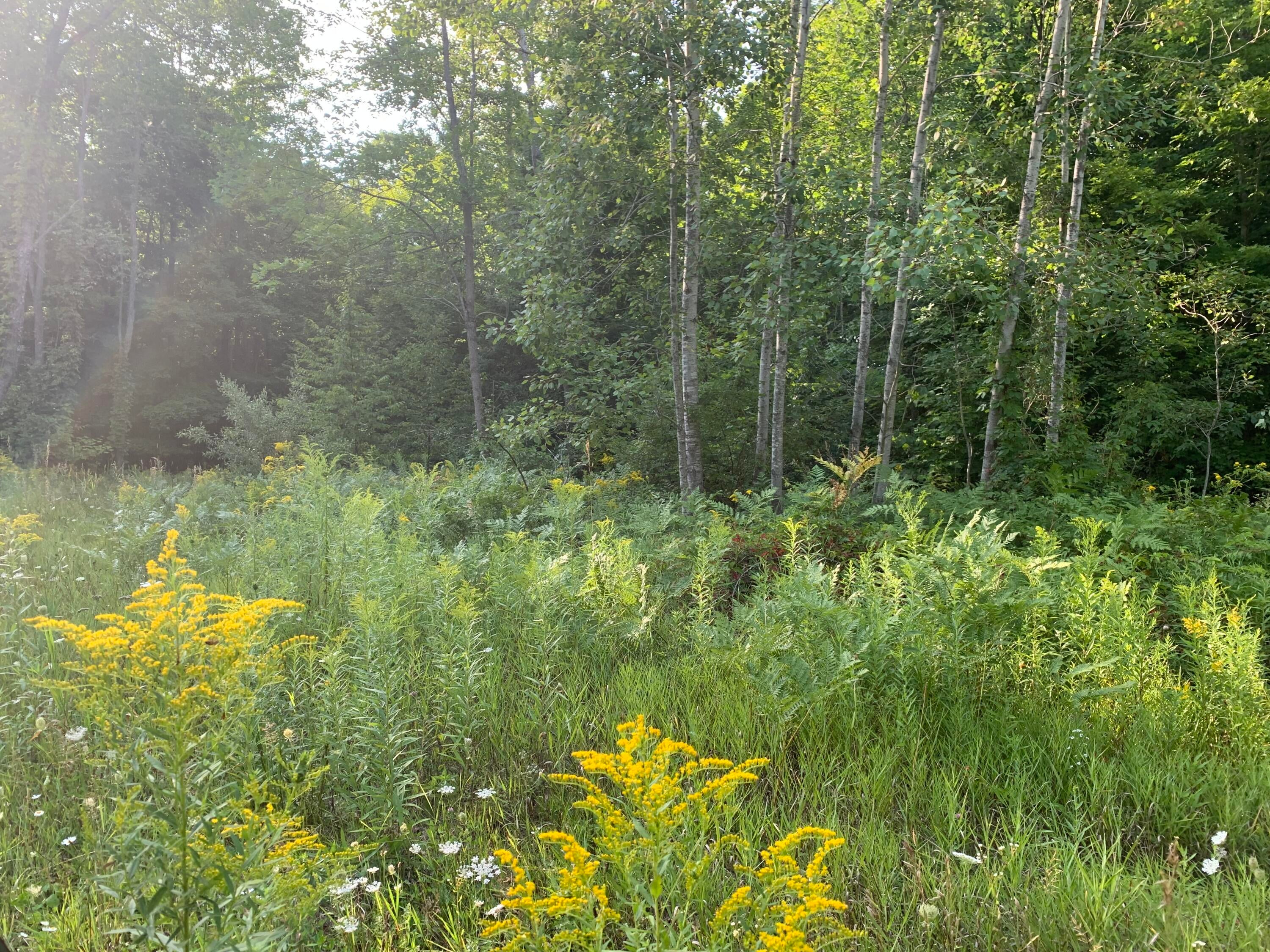 Enger Road Posen, MI 49776 - Photo 44 of 58 Gallery Image 44
