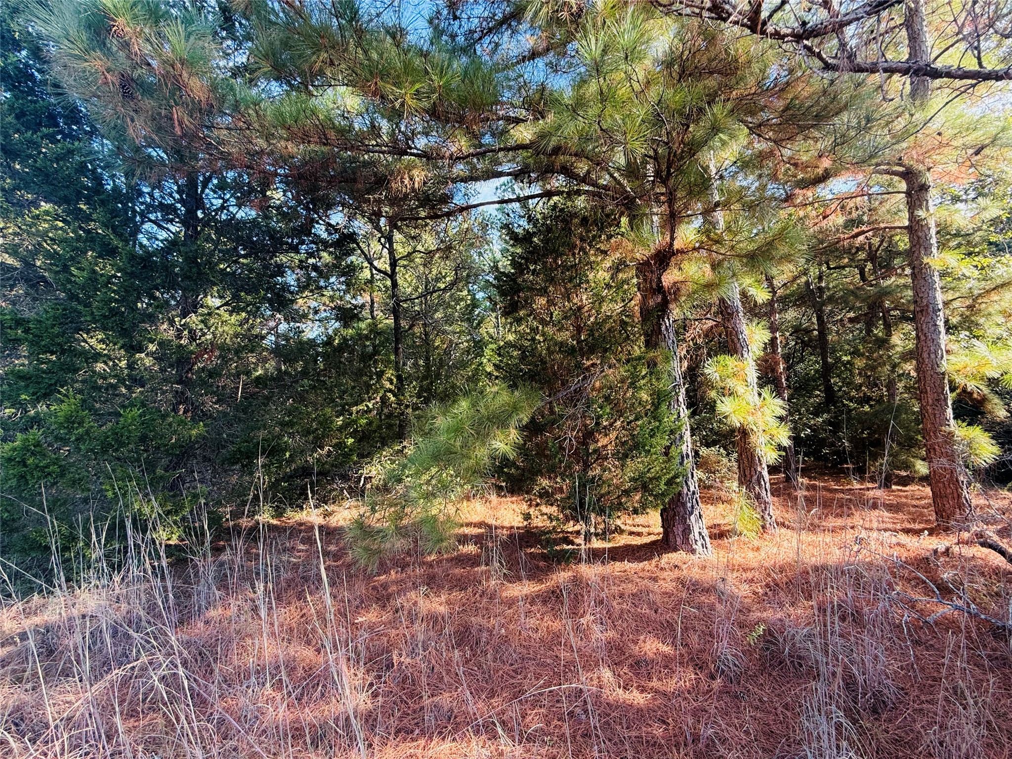 147 Arbors Circle Elgin, TX 78621 - Photo 2 of 5 a view of outdoor space with trees