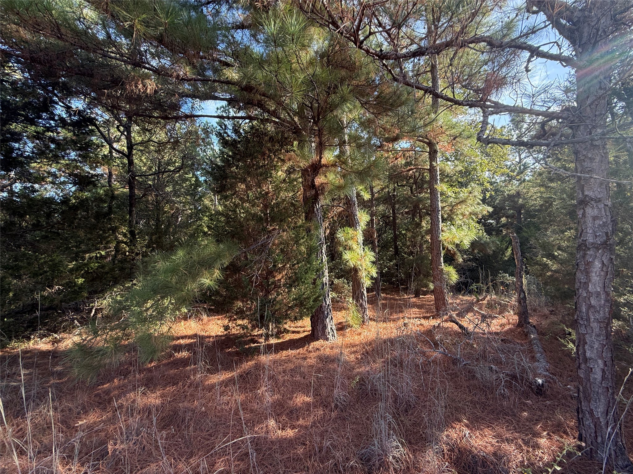 147 Arbors Circle Elgin, TX 78621 - Photo 3 of 5 a view of outdoor space with trees